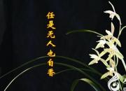 【今日朝陽網(wǎng)】任是無人也自香（上）（劉文艷）