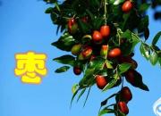 【今日朝陽(yáng)網(wǎng)】摘棗（孫宏文）