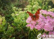 飛入菜花無處尋（王中原）