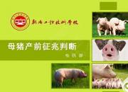 【養(yǎng)殖】母豬產前征兆判斷｜公益課（楊曉靜）