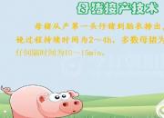 【養(yǎng)殖】母豬接產(chǎn)技術(shù)｜公益課（楊曉靜）