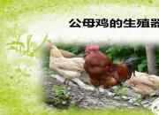 【養(yǎng)殖】公母雞的生殖器官｜公益課（馮會中）