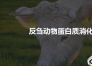 【養(yǎng)殖】反芻動物對飼料蛋白質(zhì)的消化代謝｜公益課（馮會中）