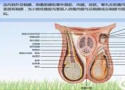 【養(yǎng)殖】陰囊疝｜公益課（孔佳音）