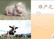 【養(yǎng)殖】難產(chǎn)之胎位異常｜公益課（魏坤）