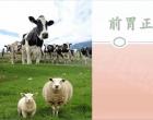 【養(yǎng)殖】前胃正常蠕動狀態(tài)｜公益課（魏坤）