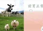 【養(yǎng)殖】前胃正常蠕動狀態(tài)｜公益課（魏坤）