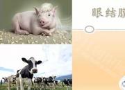 【養(yǎng)殖】眼結(jié)膜檢查｜公益課（魏坤）