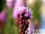 花語啟智——蛇鞭菊