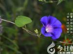 【今日朝陽網(wǎng)】牽牛花（史慶友）