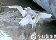 【今日朝陽網(wǎng)】奇葩嗅覺：歧氣〔qì qi〕（吳歌）